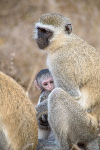 Vervet monkey with baby - JAFR