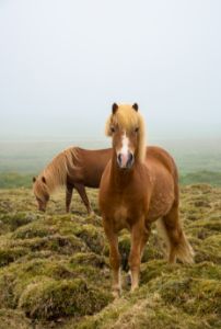 Icelandic horses - JAFR