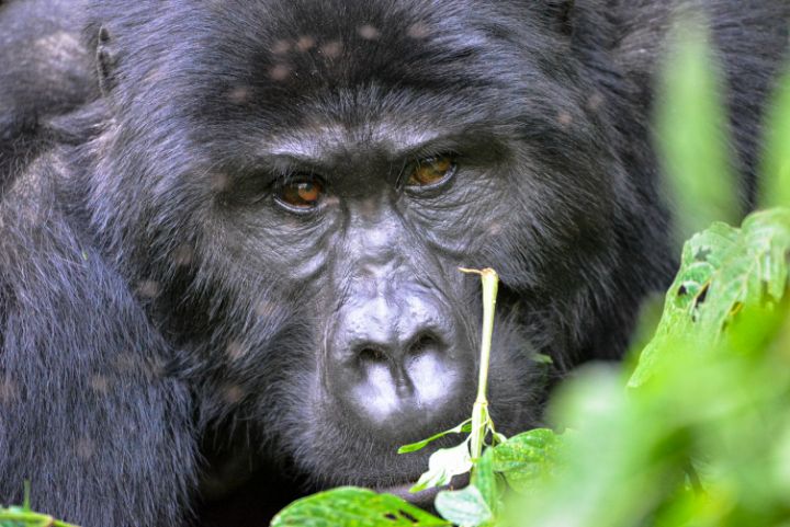 gorilla close up - JAFR