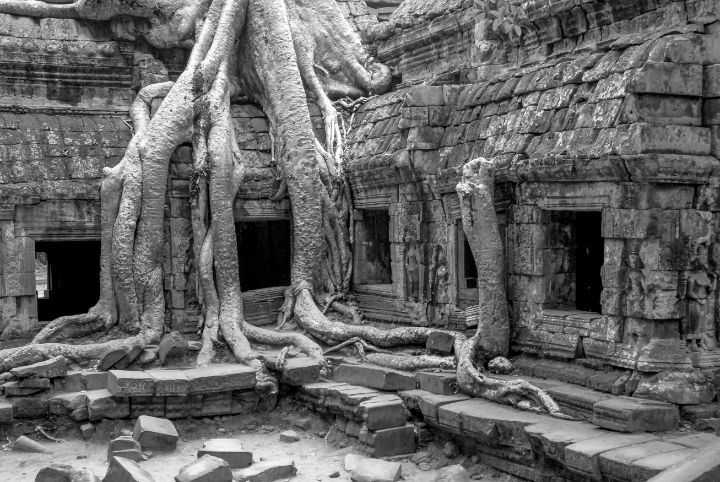kapok tree and ruins, Cambodia - JAFR