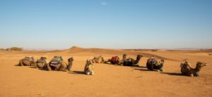 camels in desert of Morocco - JAFR