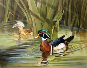 Courting Wood ducks