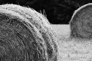Hay Bales