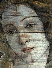Venus Oak