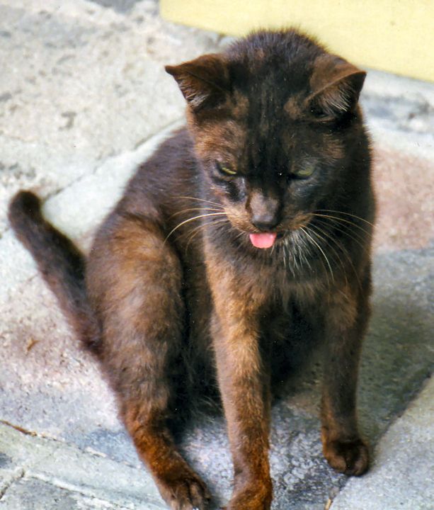 Hemingway's Nasty Cat - Topspot Designs by LEH LLC - Photography ...