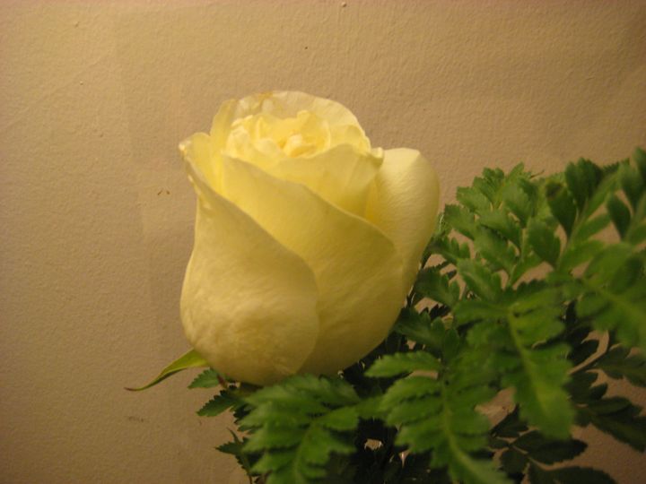White Rose - Abish