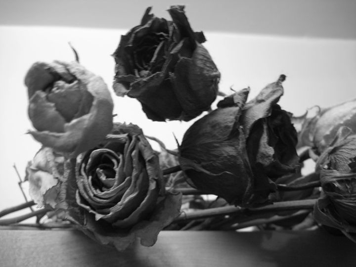 Roses of Roses - Abish