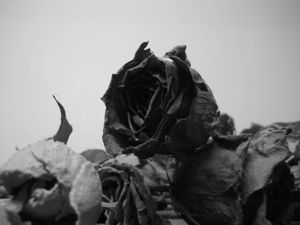 Love the Roses
