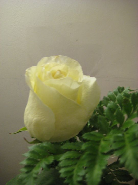 Rose! - Abish