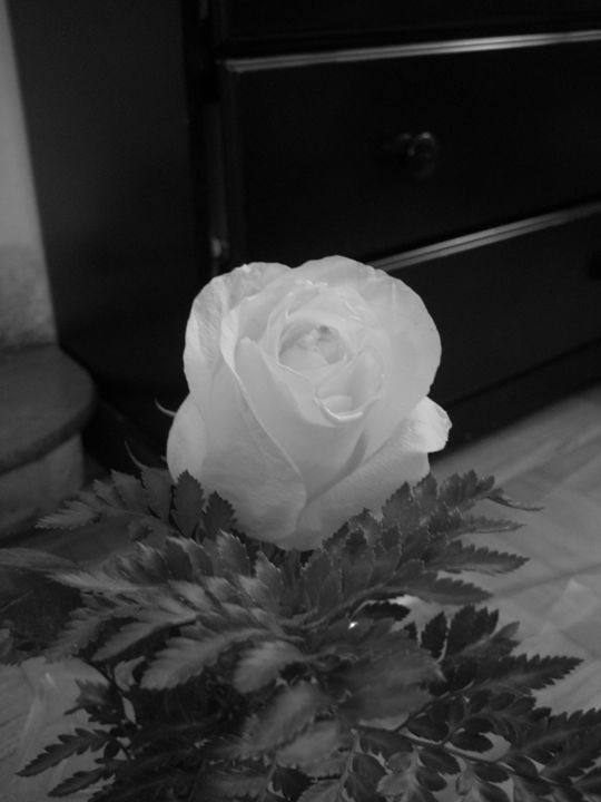 Black and White Rose - Abish
