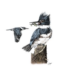 Color pencil art - Hems - Drawings & Illustration, Animals, Birds, & Fish,  Birds, Kingfisher - ArtPal