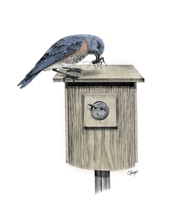 Bluebirds - Colin Hayes Art