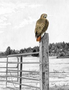 Red-tailed Hawk on Fencepost