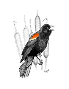 Red-Winged Blackbird Singing