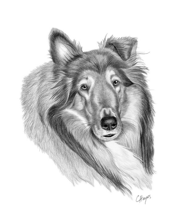 Collie - Colin Hayes Art