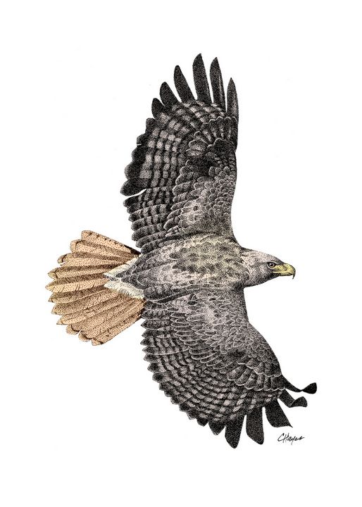 hawk flying drawing
