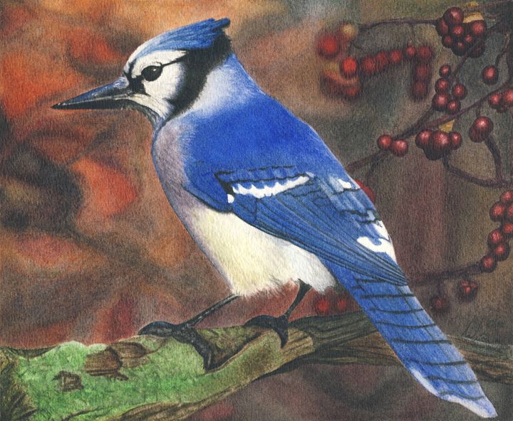 Blue Jay Watercolor Painting Bird Art Original Print Bluejay 