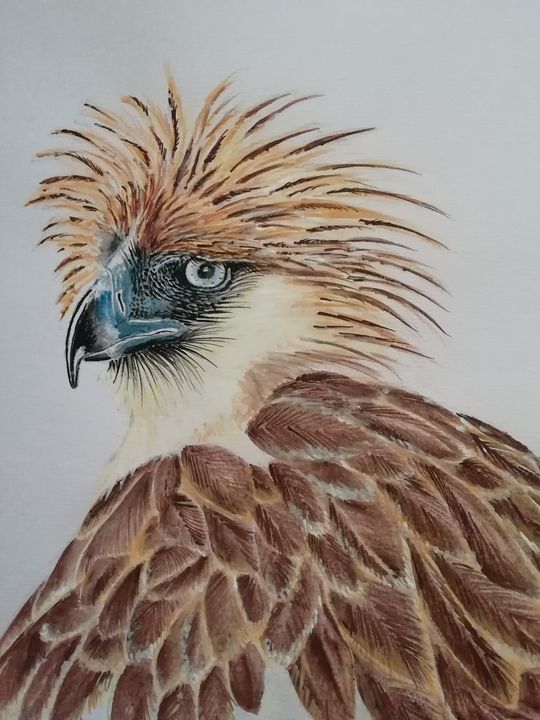philippine eagle picture
