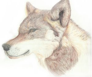 Head of a Wolf