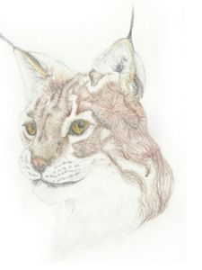 Lynx Head