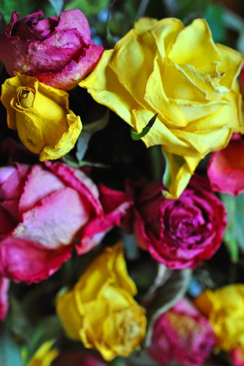 Yellow Pink And Red Rose's Flowers - Andy Evans Photos - Photography ...