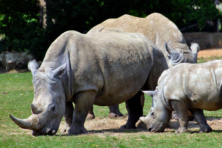 Southern White Rhino Rhinoceros Cera - Andy Evans Photos - Photography 