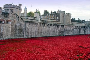 Tower of London Red Poppies