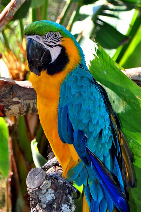 Macaw Parrot Yellow And Blue Bird - Andy Evans Photos - Photography ...