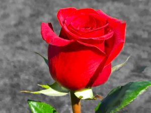 Funeral Rose