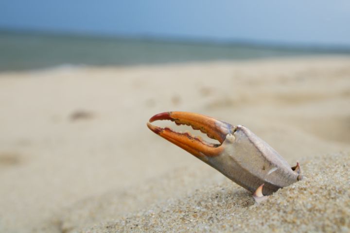 Crabby Day at the Beach - Mistrot