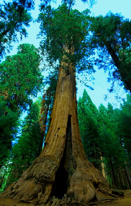 sequoia - Nathan Olsen photography