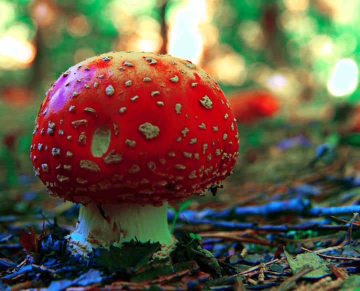 mushroom - Nathan Olsen photography