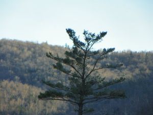 Pine Tree in the mountains