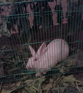 caged rabbit, house rabbit