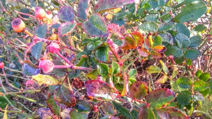 Wild Winter Tea Rose Rose Hips - Lisa R. Veneziano / Digital Farmworx ...