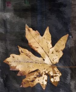 Single Golden Maple Leaf