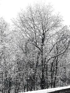 Burlintgon, Vermont- Winter Woods