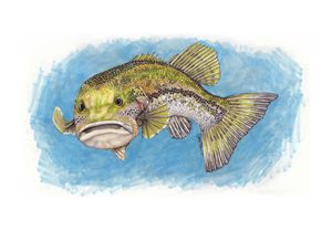 Bass
