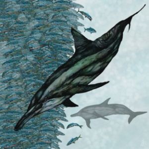 Striped Dolphins / Atlantic Mackerel - Gerard Dourado’s Watercolours and Sketches