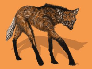 The Maned Wolf - Gerard Dourado’s Watercolours and Sketches