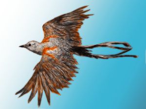 The Scissor-tailed Flycatcher - Gerard Dourado’s Watercolours and Sketches