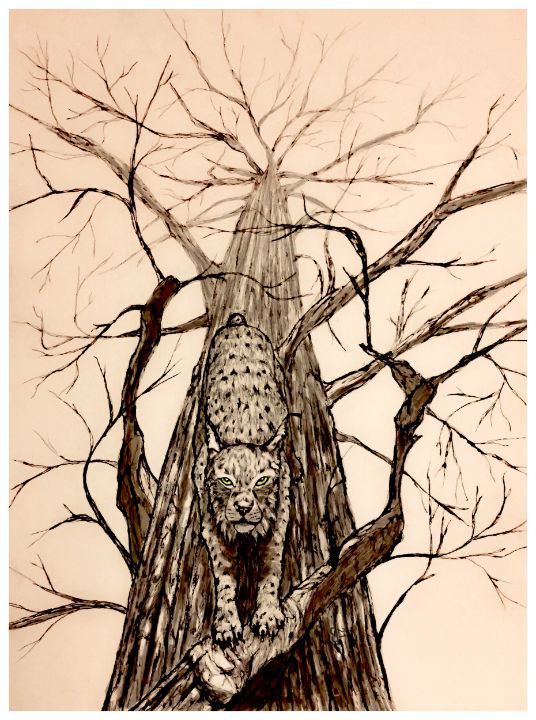 Canadian Lynx - Gerard Dourado’s Watercolours and Sketches
