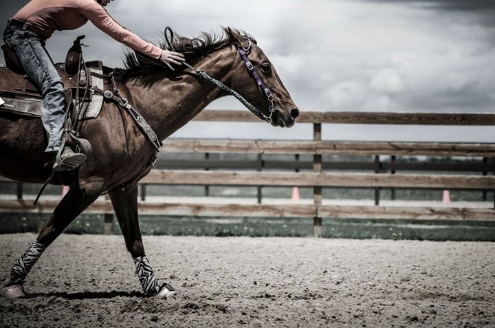 Galloping Horse Photography Print - Photo/Art Prints by Megan Wunderlin ...