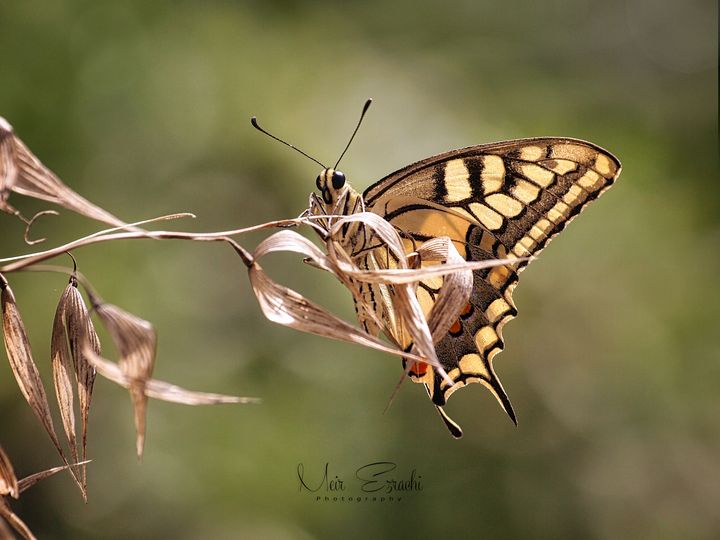 Swallowtail - Meir Ezrachi Nature & Underwater Photography