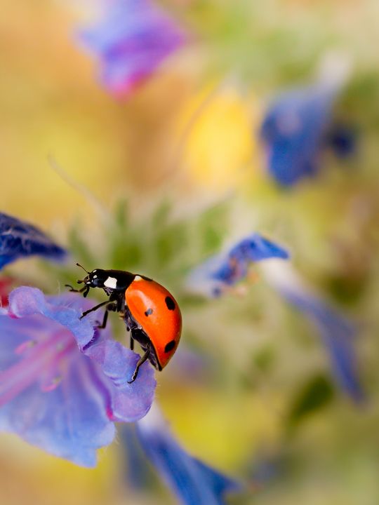 Ladybird - Meir Ezrachi Nature & Underwater Photography