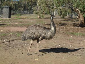 Wild Emu