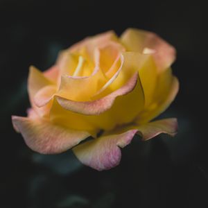 Yellow rose of friendship.