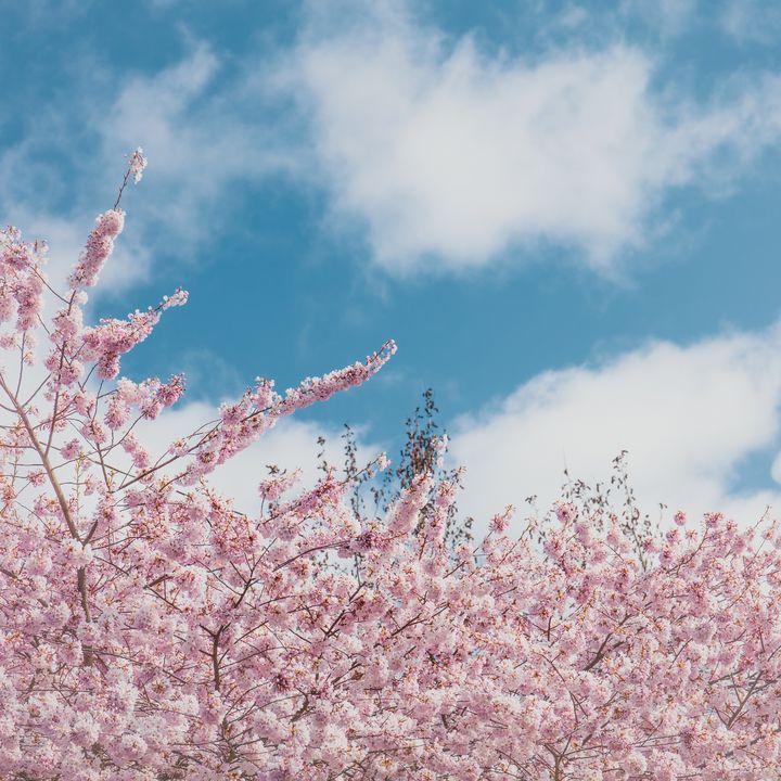 Cherry blossoms #1 - BowerArt