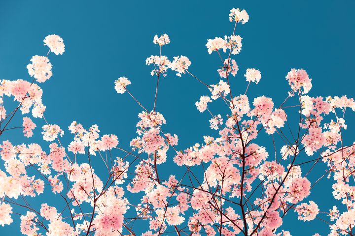 Pink cherry blossoms and blue sky - BowerArt