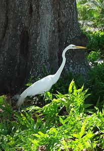 EGRET ON THE PROWL